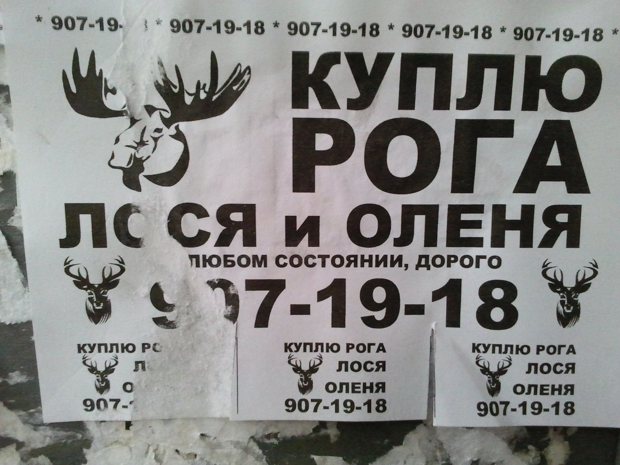 Почём рога?