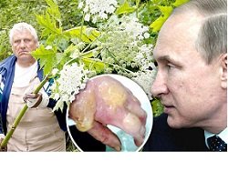 Штраф за борщевик на подмосковном участке может составить до 1 млн рублей