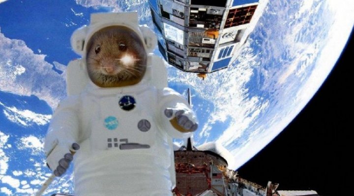 Мыши в невесомости ведут себя странно. Видео