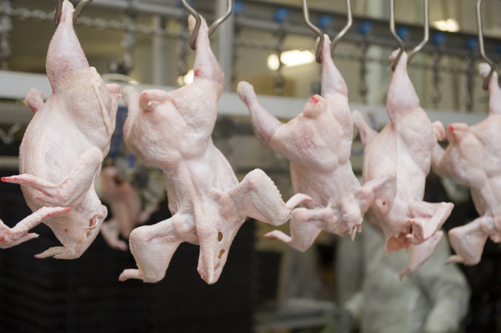 Россельхознадзор ввёл ограничения на ввоз птицеводческой продукции из Казахстана