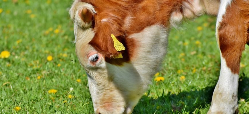 Чистый доход американских фермеров вырастет почти на 5% — USDA