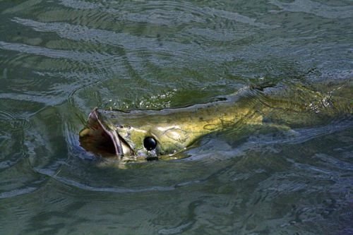 рыба тукунаре фото амазонки. Смотреть фото рыба тукунаре фото амазонки. Смотреть картинку рыба тукунаре фото амазонки. Картинка про рыба тукунаре фото амазонки. Фото рыба тукунаре фото амазонки рыба тукунаре фото амазонки. Смотреть фото рыба тукунаре фото амазонки. Смотреть картинку рыба тукунаре фото амазонки. Картинка про рыба тукунаре фото амазонки. Фото рыба тукунаре фото амазонки