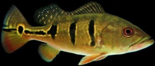 рыба тукунаре фото амазонки. Смотреть фото рыба тукунаре фото амазонки. Смотреть картинку рыба тукунаре фото амазонки. Картинка про рыба тукунаре фото амазонки. Фото рыба тукунаре фото амазонки рыба тукунаре фото амазонки. Смотреть фото рыба тукунаре фото амазонки. Смотреть картинку рыба тукунаре фото амазонки. Картинка про рыба тукунаре фото амазонки. Фото рыба тукунаре фото амазонки