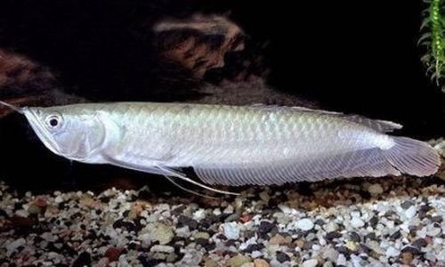 рыба тукунаре фото амазонки. Смотреть фото рыба тукунаре фото амазонки. Смотреть картинку рыба тукунаре фото амазонки. Картинка про рыба тукунаре фото амазонки. Фото рыба тукунаре фото амазонки рыба тукунаре фото амазонки. Смотреть фото рыба тукунаре фото амазонки. Смотреть картинку рыба тукунаре фото амазонки. Картинка про рыба тукунаре фото амазонки. Фото рыба тукунаре фото амазонки