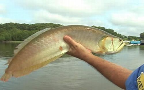 рыба тукунаре фото амазонки. Смотреть фото рыба тукунаре фото амазонки. Смотреть картинку рыба тукунаре фото амазонки. Картинка про рыба тукунаре фото амазонки. Фото рыба тукунаре фото амазонки рыба тукунаре фото амазонки. Смотреть фото рыба тукунаре фото амазонки. Смотреть картинку рыба тукунаре фото амазонки. Картинка про рыба тукунаре фото амазонки. Фото рыба тукунаре фото амазонки