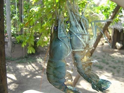 рыба тукунаре фото амазонки. Смотреть фото рыба тукунаре фото амазонки. Смотреть картинку рыба тукунаре фото амазонки. Картинка про рыба тукунаре фото амазонки. Фото рыба тукунаре фото амазонки рыба тукунаре фото амазонки. Смотреть фото рыба тукунаре фото амазонки. Смотреть картинку рыба тукунаре фото амазонки. Картинка про рыба тукунаре фото амазонки. Фото рыба тукунаре фото амазонки