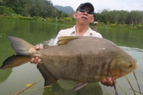 рыба тукунаре фото амазонки. Смотреть фото рыба тукунаре фото амазонки. Смотреть картинку рыба тукунаре фото амазонки. Картинка про рыба тукунаре фото амазонки. Фото рыба тукунаре фото амазонки рыба тукунаре фото амазонки. Смотреть фото рыба тукунаре фото амазонки. Смотреть картинку рыба тукунаре фото амазонки. Картинка про рыба тукунаре фото амазонки. Фото рыба тукунаре фото амазонки