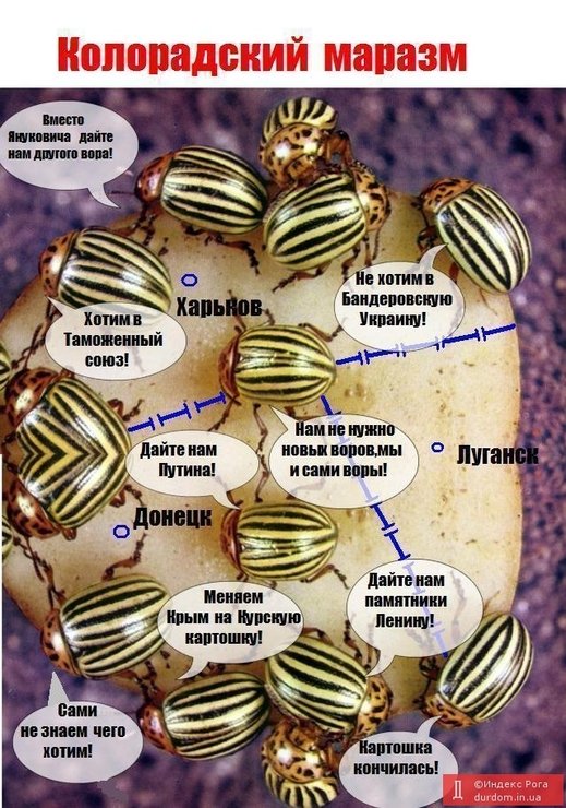 Колорадский язык. Колорадский жук картинки прикольные. Колорадский жук летает или нет. Тигры и георгиевская ленточка. Колорадский язык.