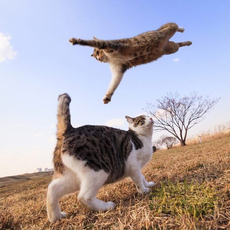 чс