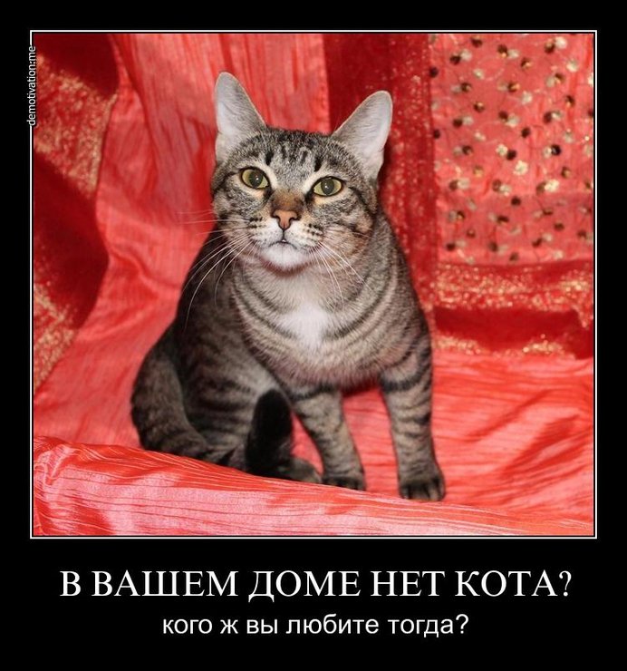 Нет кота некотяи. Нет кота некотяи