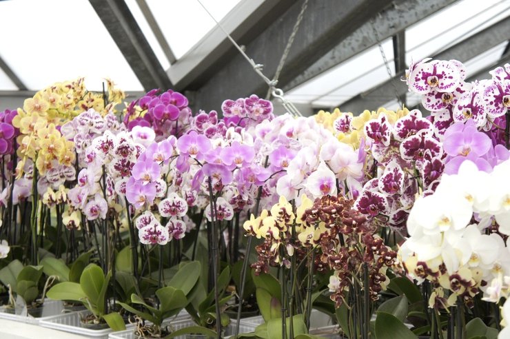 Орхидея интрига голландия