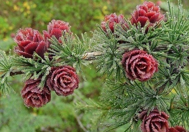 какая ель какие шишечки на ней. Смотреть фото какая ель какие шишечки на ней. Смотреть картинку какая ель какие шишечки на ней. Картинка про какая ель какие шишечки на ней. Фото какая ель какие шишечки на ней