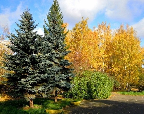 Что означает осенняя рапсодия. Смотреть фото Что означает осенняя рапсодия. Смотреть картинку Что означает осенняя рапсодия. Картинка про Что означает осенняя рапсодия. Фото Что означает осенняя рапсодия