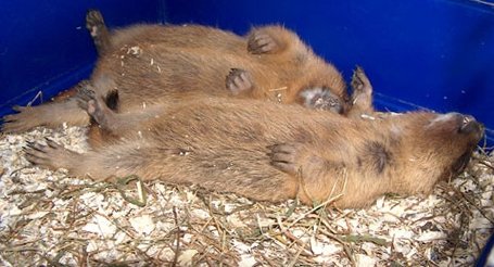 Спящие сурки. Сурок зверек. Сурки в зоопарке москвы. Сурок в спячке. Сурок.