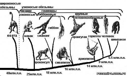 Миоцена и плиоцена что это. Смотреть фото Миоцена и плиоцена что это. Смотреть картинку Миоцена и плиоцена что это. Картинка про Миоцена и плиоцена что это. Фото Миоцена и плиоцена что это