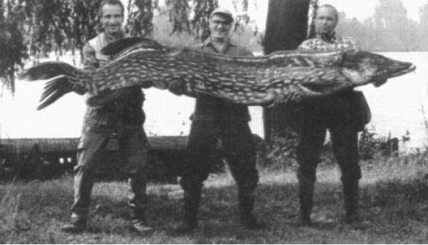 Изображение - savepic.net — сервис хранения изображений