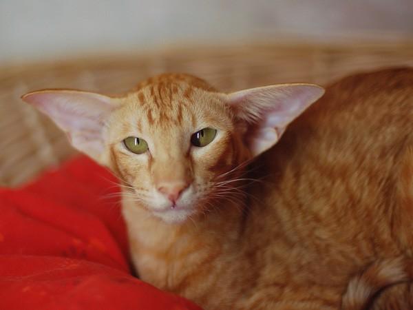 Картинки по запросу котик рыжий. прикол