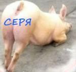 dcedb2de287aa9e102eee4fa6d700f73.jpg
