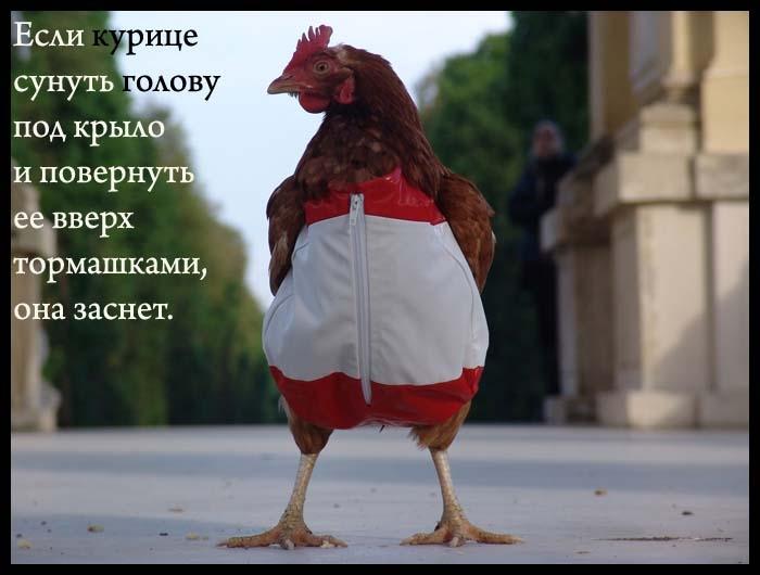 1 (700x530, 145Kb)