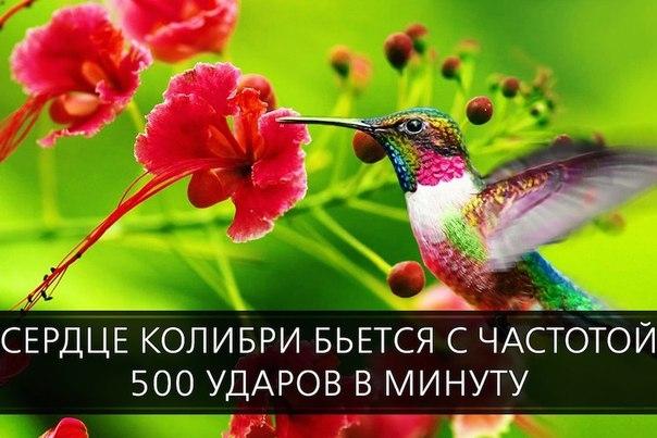eypaMYkpyME (604x403, 156Kb)