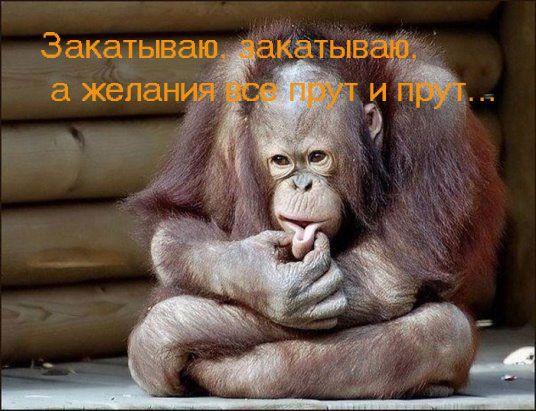 Картинки по запросу смешные картинки