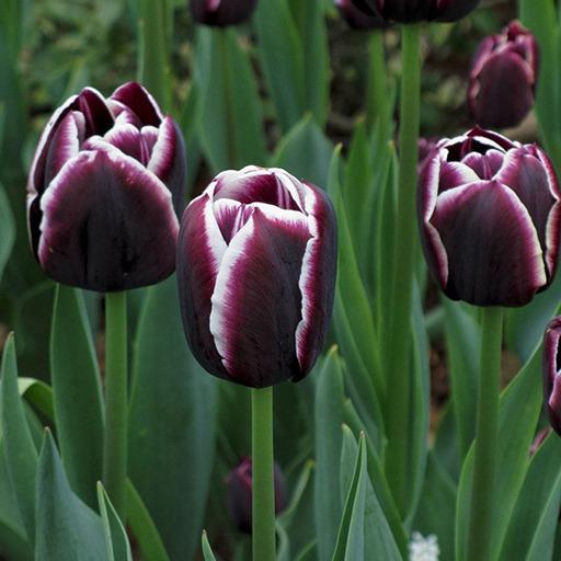 Картинки по запросу тюльпан джек пот