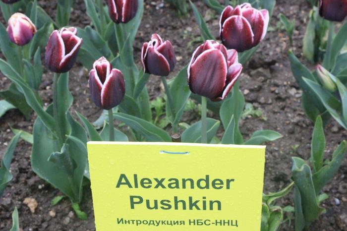 Картинки по запросу тюльпан александр пушкин