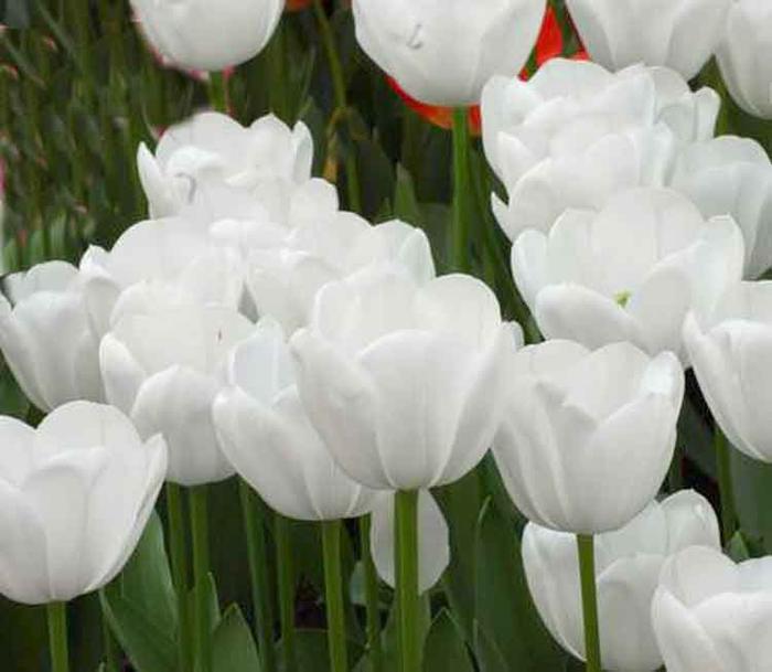 Похожее изображение