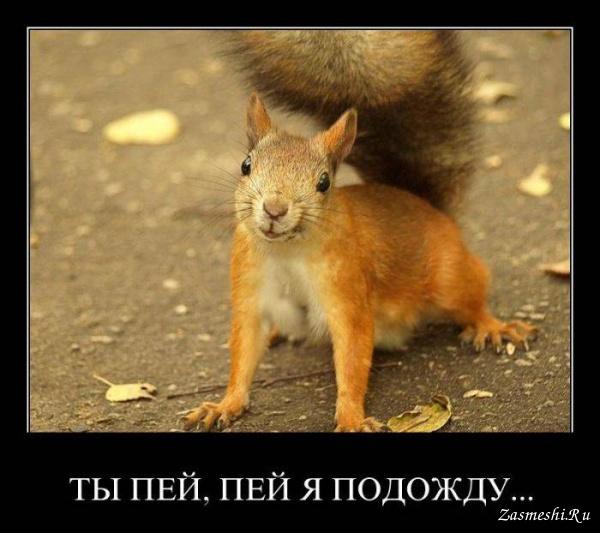 Картинки по запросу белочка