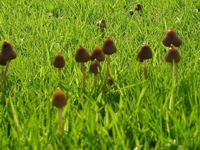 Картинки по запросу псилоцибиновые грибы