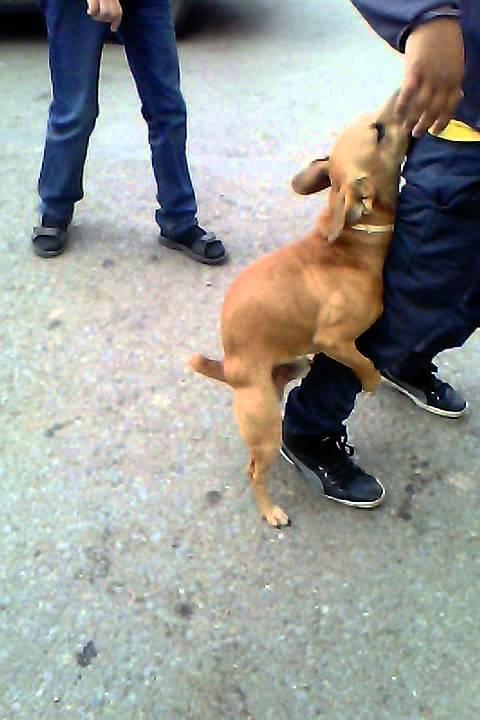 Картинки по запросу собака рахает ногу