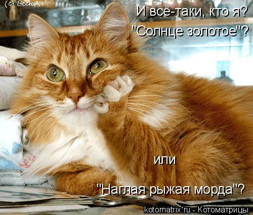 Картинки по запросу наглая кошачья морда