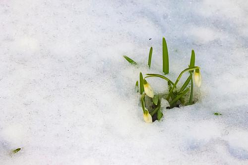 Своим дыханием согревая...