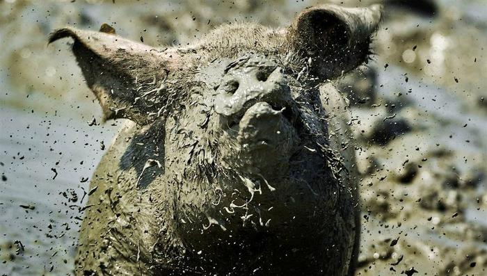 Картинки по запросу грязная свинья фото