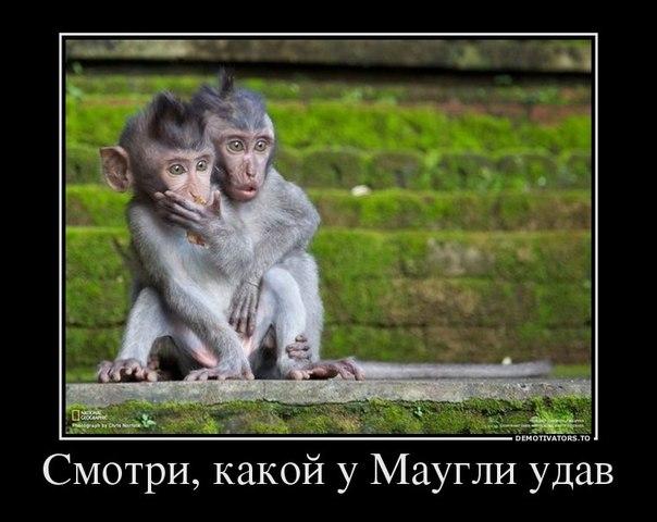 Картинки по запросу бандерлог прикол
