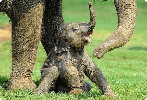 Слоны (лат. Elephantidae)