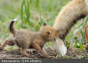 Изображение - savepic.ru — сервис хранения изображений