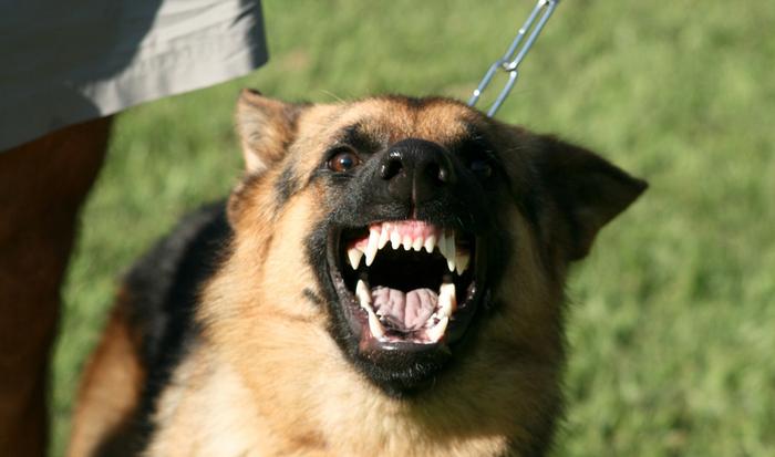 Картинки по запросу овчарка фото