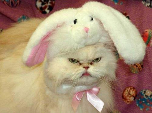 Картинки по запросу кроли. прикол