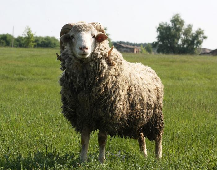 Картинки по запросу молодой баран фото