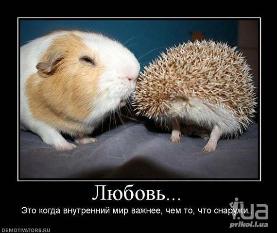 Картинки по запросу любовь. прикол