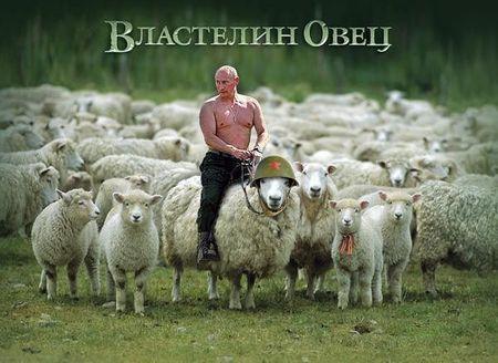 Картинки по запросу Путин овец