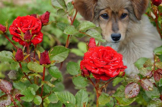 Image Hosted by PiXS.ru