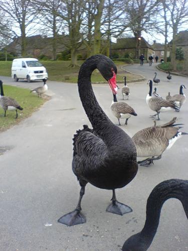 Чёрный лебедь (14 фото)