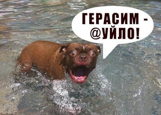 Изображение - savepic.ru — сервис хранения изображений