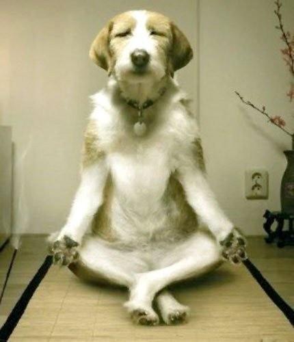 Image result for yoga funny pictures