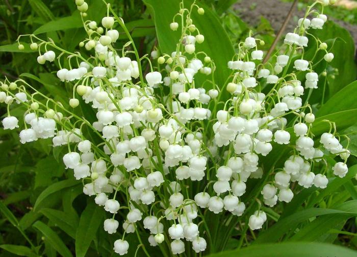 Картинки по запросу картинка ландыши