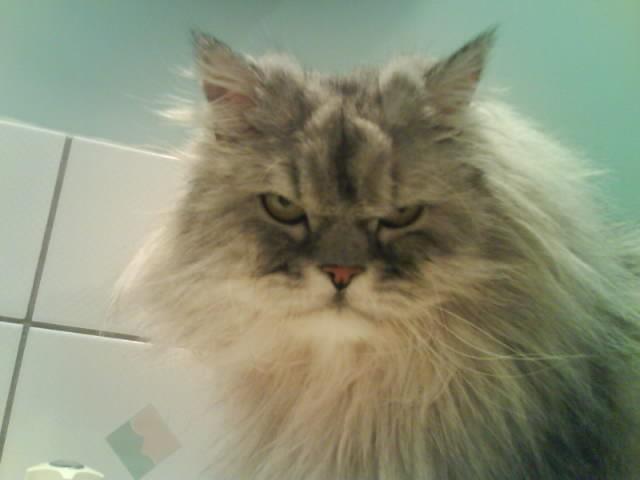 Картинки по запросу строгий кот