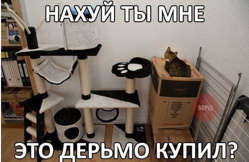 Картинки по запросу ну и нахуя ты это купил кошка коробка