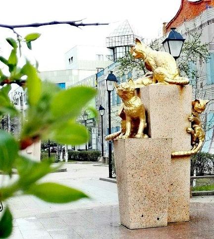 кошки.jpg